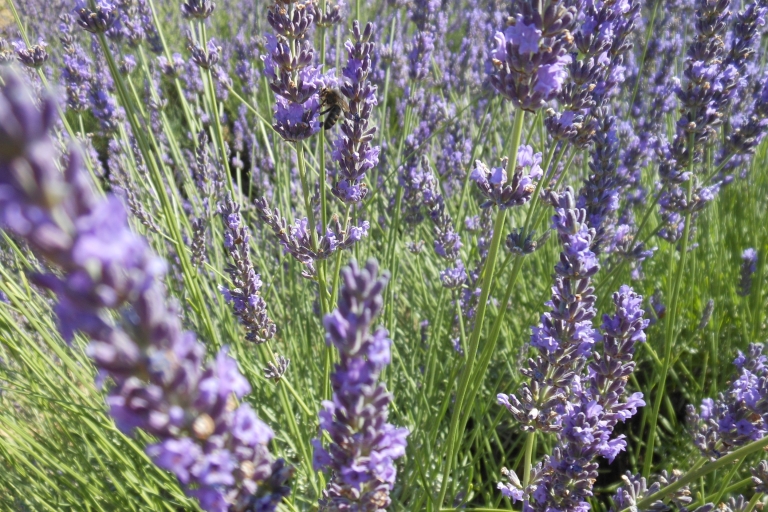 From Aix-en-Provence: Full-Day Lavender Tour to Valensole
