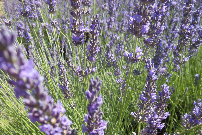 Au départ d&#039;Aix-en-Provence : Excursion d&#039;une journée à la lavande à Valensole