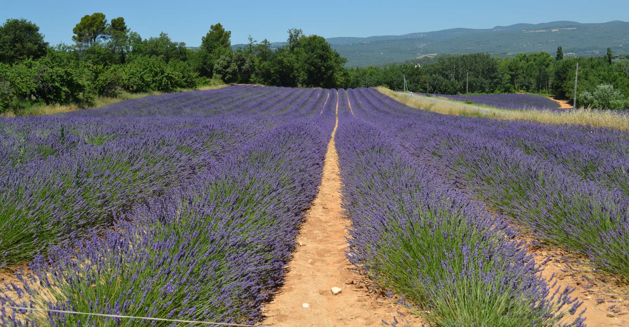 From Aix-en-Provence, Lavender Day Trip to Valensole - Housity