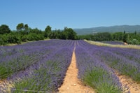 De Aix-en-Provence, Viagem de Lavanda a Valensole - Housity