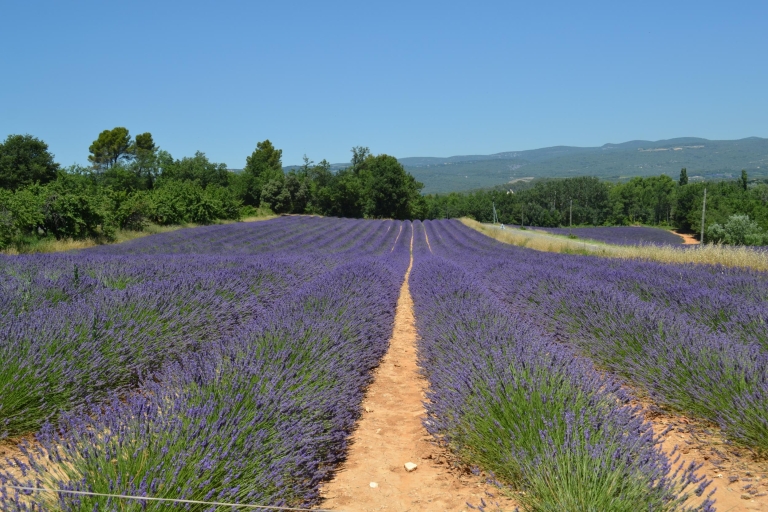 Z Aix-en-Provence: całodniowa wycieczka lawendowa do Valensole