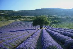 De Aix-en-Provence: Excursão Campos de Lavanda de Valensole