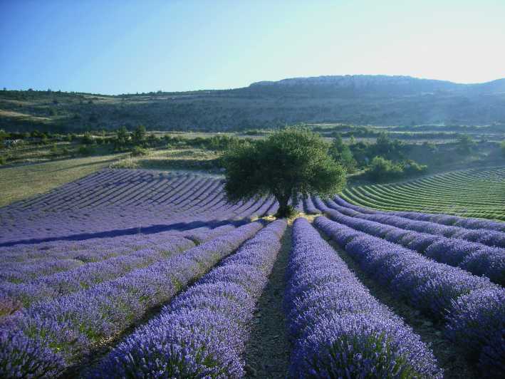 From Aix-en-Provence: Lavender Day Trip to Valensole