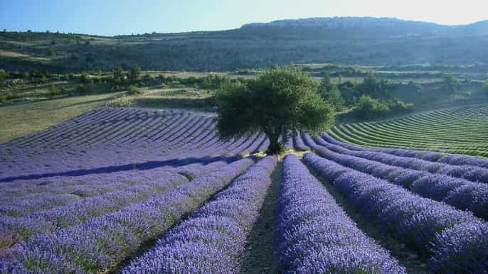 depuis aixenprovence excursion dune journée à valensole