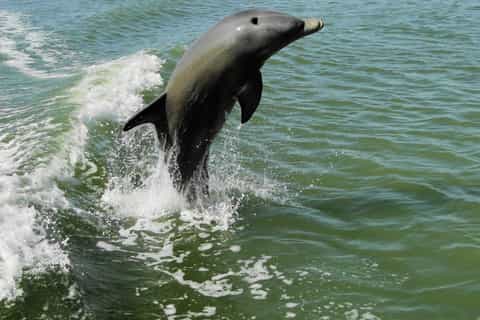 Marco Island: 2-Hour Dolphin, Birding, and Shelling Tour