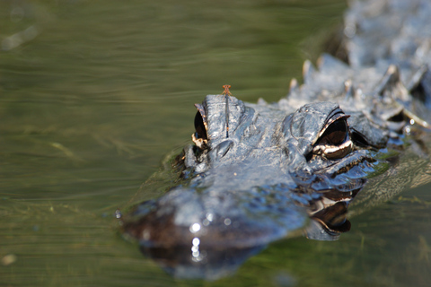 Everglades National Park: Mangrove Tunnel Kayak Eco-Tour