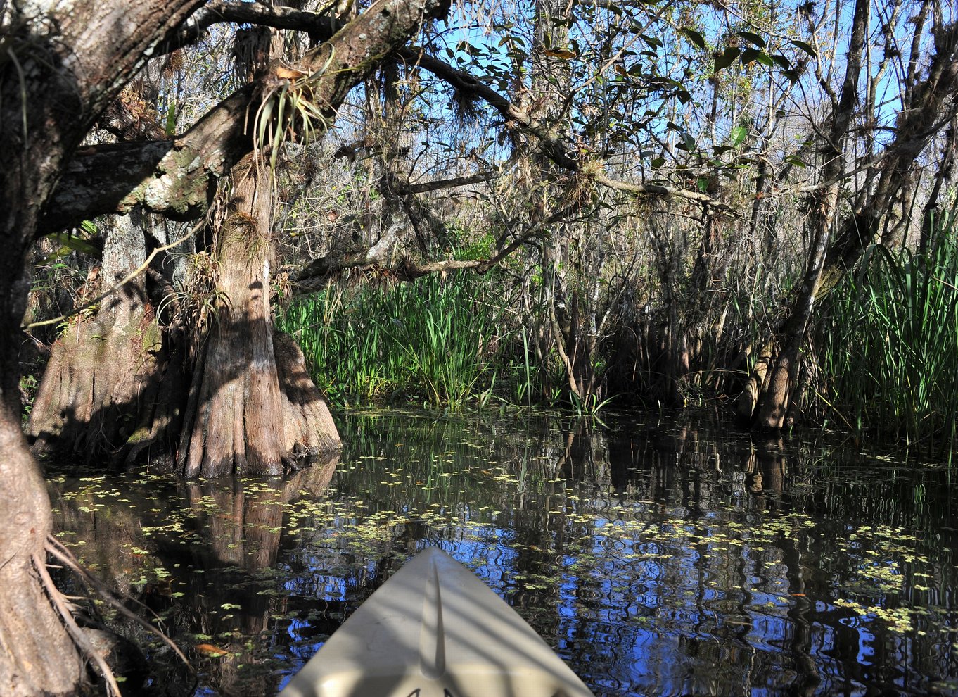 Everglades National Park: Mangrovetunnel-kajak-økotur