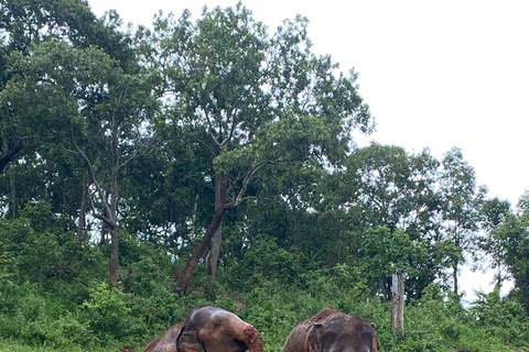 Chiang Mai: Santuario del Proyecto Sueño del Elefante - Día completo