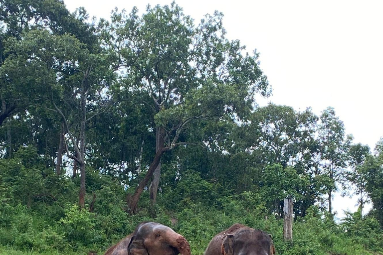 Chiang Mai: Santuário do Projeto Sonho de Elefante - Dia inteiro