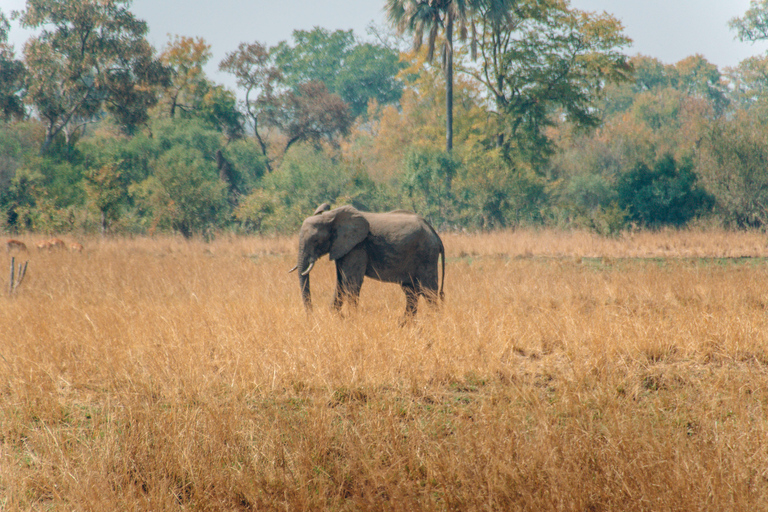 Chobe Private Tagestour Ein luxuriöses Safari-Erlebnis