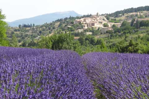 Pays de Sault Lavender Tour from Aix-en-Provence
