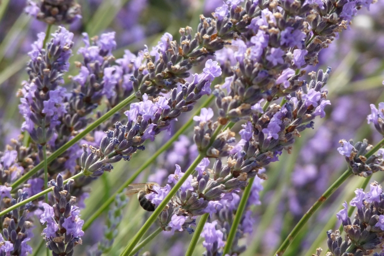 Pays de Sault Lavendeltour vanuit Aix-en-Provence