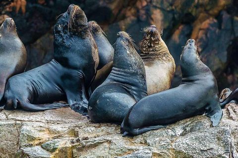 Dia inteiro nas ilhas Paracas e Ballestas