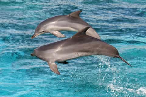Kangaroo Island: 75-Minute Ocean Safari