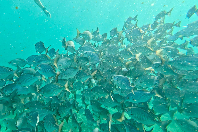 Ft Lauderdale: Combo Deal Snorkel Reefs, Kayak/SUP Mangroves