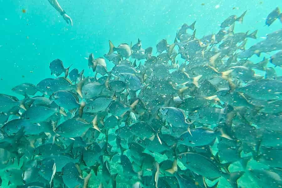 Fort Lauderdale: Kombi-Angebot: Schnorcheln in den Riffen, Kajak/SUP in den Mangroven. Foto: GetYourGuide