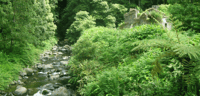 Full-Day Faial da Terra + Nordeste from Ponta Delgada - Housity