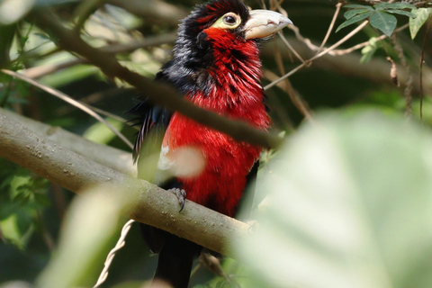 Kigali : excursion d'observation des oiseaux avec déjeuner et transferts