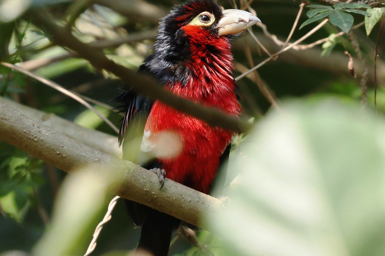 Kigali : excursion d'observation des oiseaux avec déjeuner et transferts