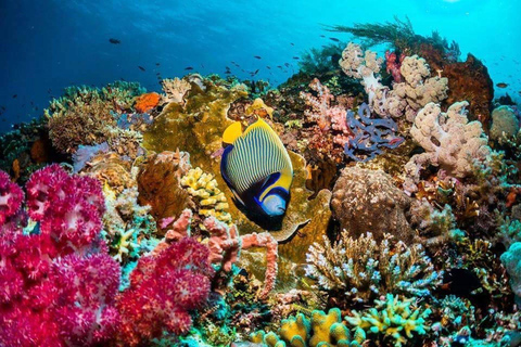 Isola della prigione, Esperienza di pausa pranzo, Tour dei delfini di Mnemba