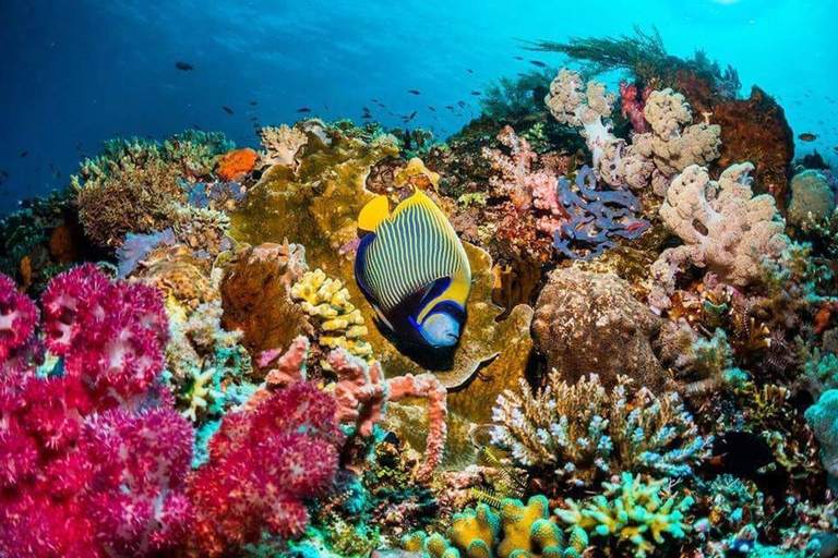 Ilha Prisão, experiência de pausa para o almoço, passeio com golfinhos em Mnemba