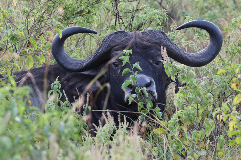 De Arusha: Visita a Tarangire, Serengeti e Lago Manyara