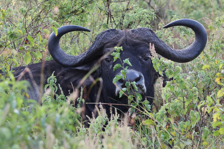 De Arusha: Visita a Tarangire, Serengeti e Lago Manyara