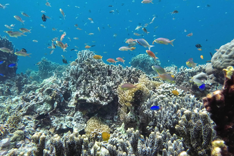 Från Cebu City: Snorklingstur i Moalboal Pescador + lunch