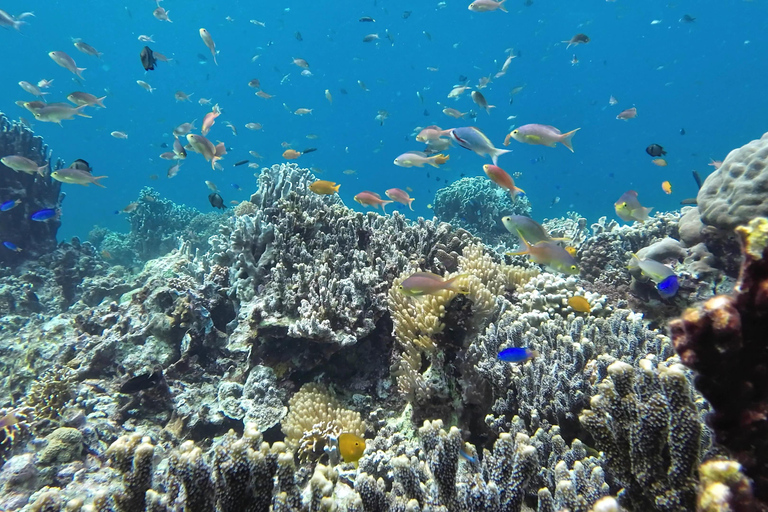 From Cebu City: Moalboal Pescador Snorkeling Tour + Lunch