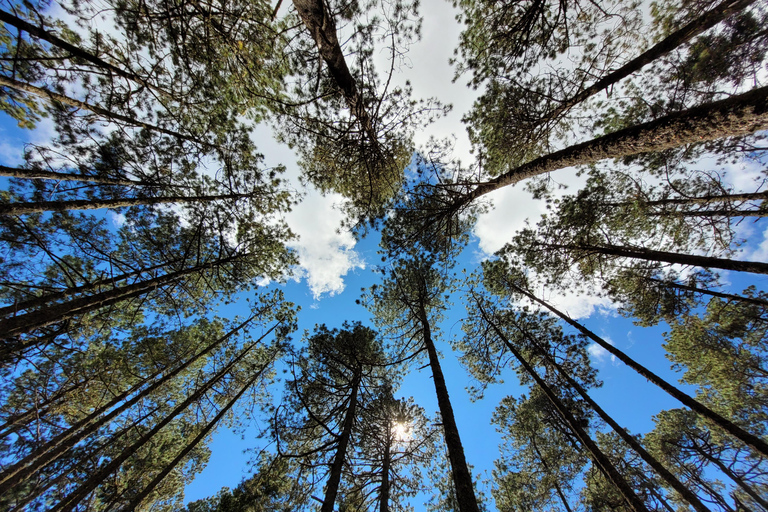 Oaxaca: Sierra Norte Hike & Indigenous Village