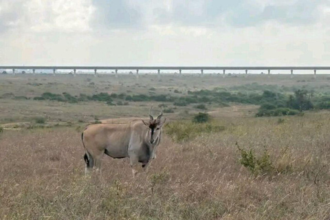 Nairobi National Park: Early Morning or afternoon adventure Early morning game drive in a Landcruiser JEEP