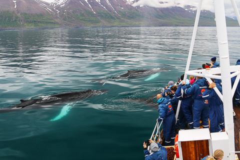 Från Reykjavik: 6-dagars rundtur på den isländska ringvägenFrån Reykjavik: 6 dagars rundtur på den isländska ringvägen