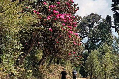 Sandakphu Singalila Ridge Trek - 6 Tage