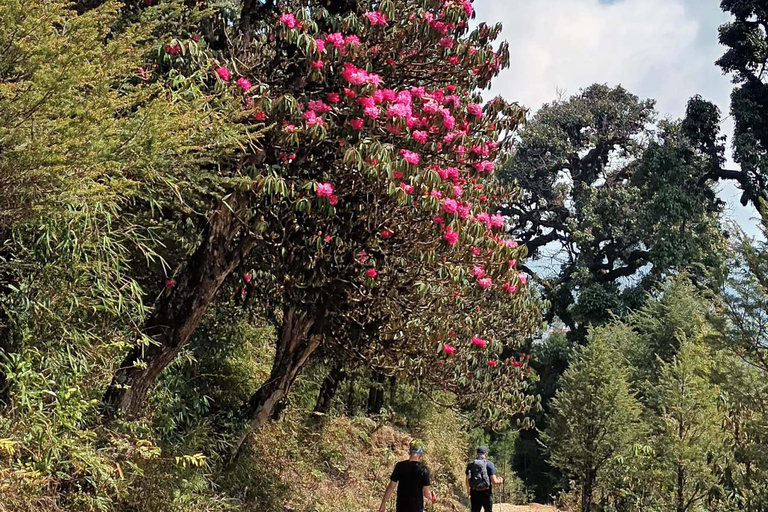 Trekking Sandakphu Singalila Ridge - 6 giorni