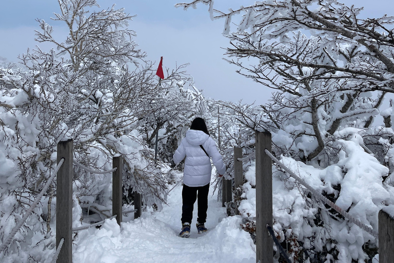 Jeju: Winter SouthWest Tangerine Pick, Snow, Camellia, Tour