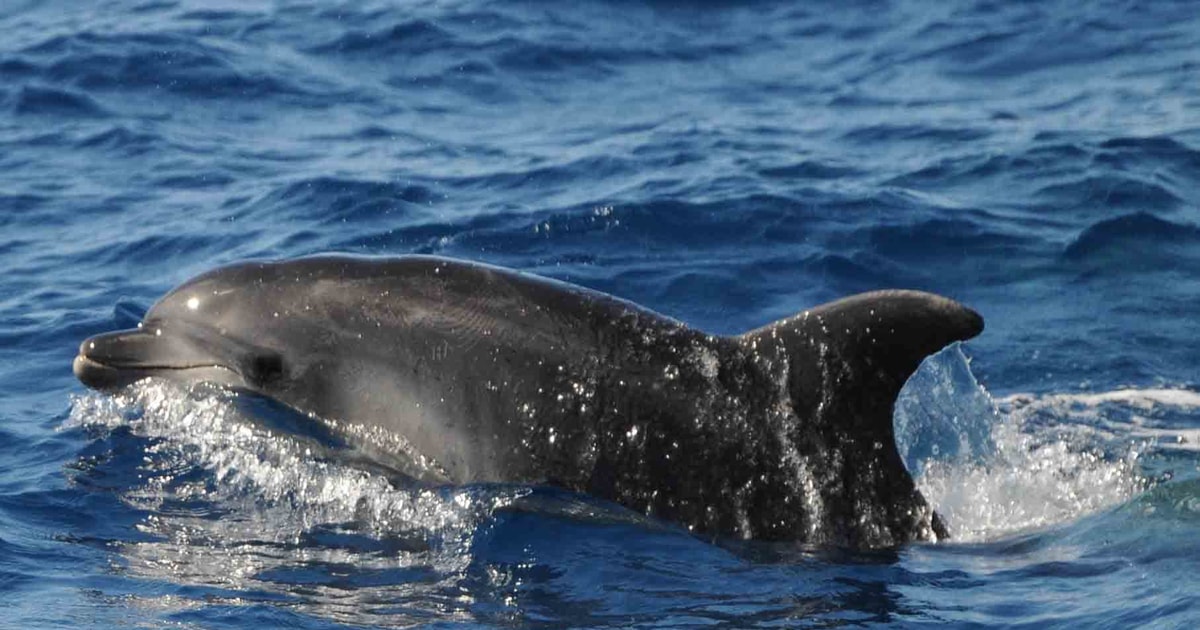 Gran Canaria: 3.5-hour Dolphin Watching And Güi Güi Beach 