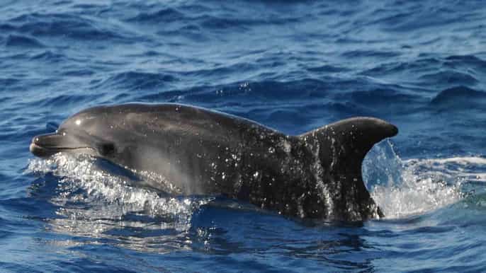 gran canaria observación de delfines y playa de güi güi