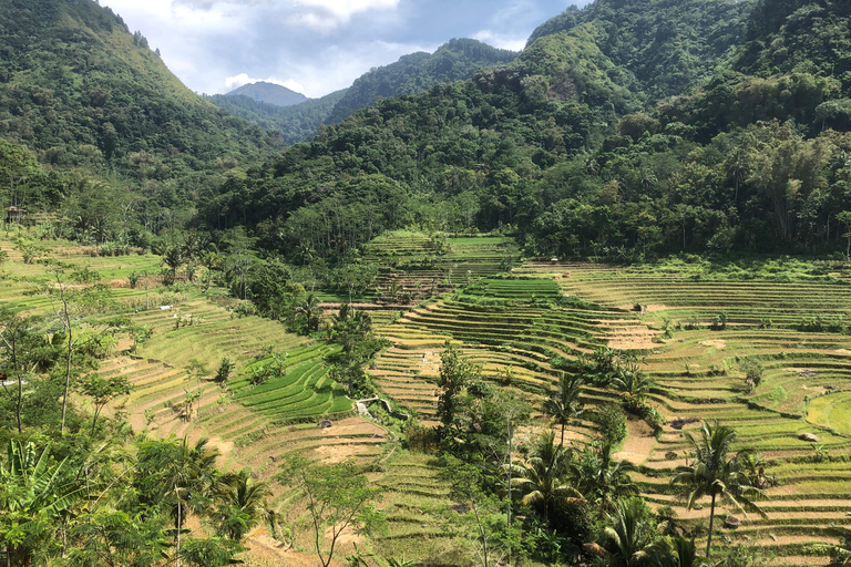 Yogyakarta: Borobudur Climb Up & Selogriyo Rice Terrace Tour