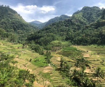 Yogyakarta: Subida a Borobudur y Excursión a la Terraza de Arroz de Selogriyo