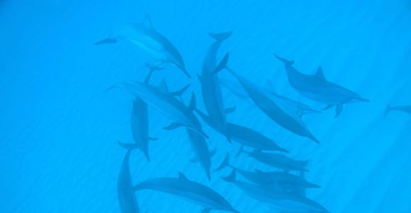 Black River Swim with Dolphins Speedboat Tour