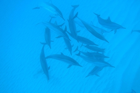 Mauritius: Black River - speedboot en zwemmen met dolfijnenExcursie met ontmoetingspunt