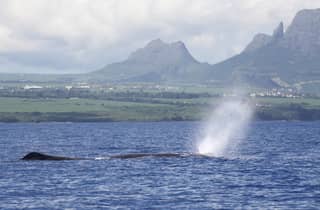 Río Negro: baño con delfines y avistamiento de ballenas en lancha motora