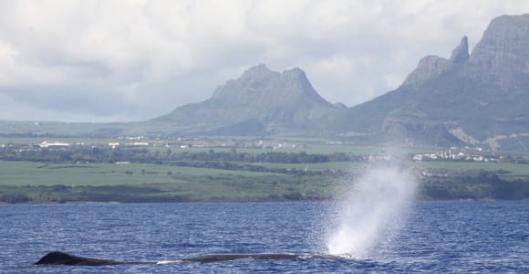 Black River: Dolphin Swim and Whale Watching by Speedboat
