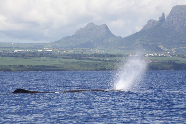 Black River: Delfin-Schwimmen und Whale Watching per BootTour ab Treffpunkt