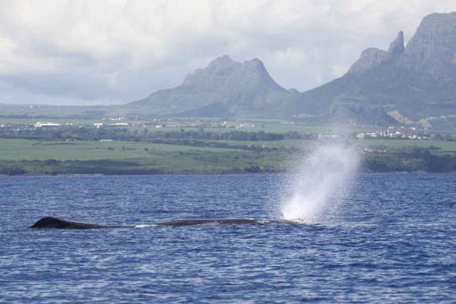 Black River: Delfin-Schwimmen und Whale Watching per Boot