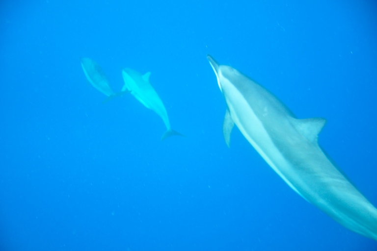 Czarna rzeka: pływanie delfinów i obserwowanie wielorybów łodzią motorowąWycieczka z miejscem spotkania