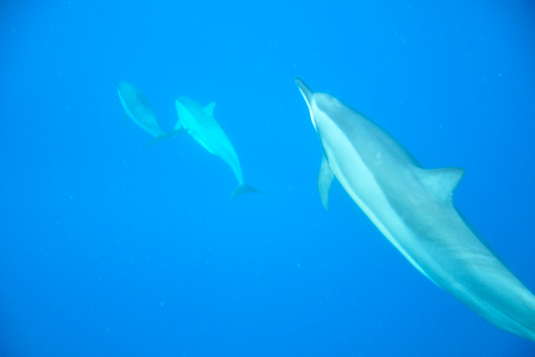 Black River: Delfin-Schwimmen und Whale Watching per BootTour ab Treffpunkt