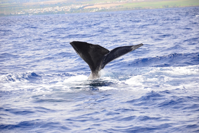 Czarna rzeka: pływanie delfinów i obserwowanie wielorybów łodzią motorowąWycieczka z miejscem spotkania