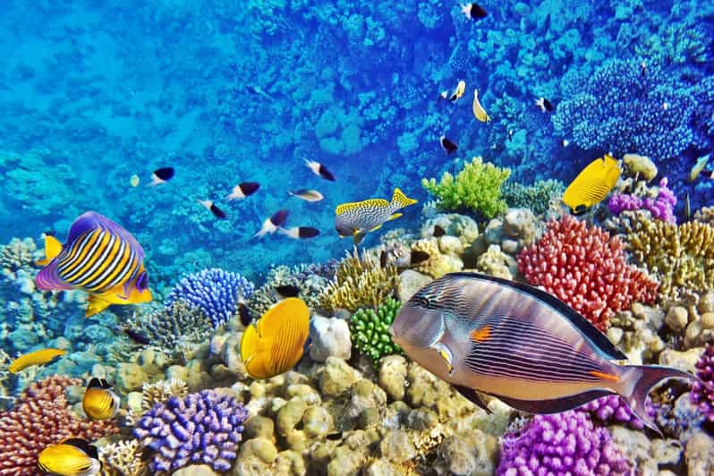 Hurghada: Diving & Snorkeling Cruise Tour w Lunch & Drinks | GetYourGuide