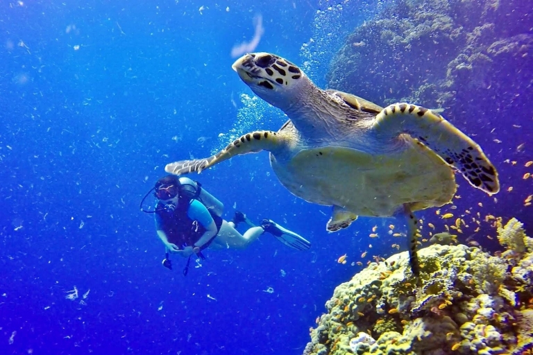 Hurghada: duikexcursie van een dag met lunch & 2 duikplekkenDuiktour met 2 duikplekken